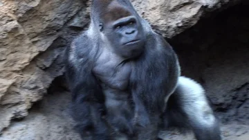 Big male of silverback Gorilla Stock Footage 86096012
