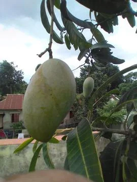 Big Mango fruit with the tree on the rooftop. Delicious sweet food Mango Stock Photos