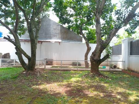 Big mango tree with a branched trunk, behind the house, with some shade on .. Stock Photos