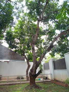 Big mango tree with a branched trunk, behind the house, with some shade on .. Stock Photos