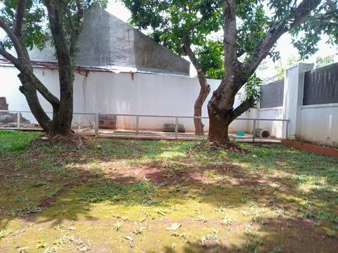 Big mango tree with a branched trunk, behind the house, with some shade on .. Stock Photos