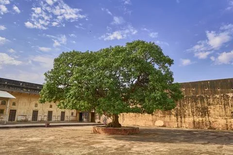 A big mango tree Foto stock