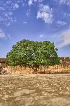 A big mango tree Stock Photos