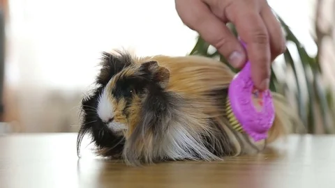 Big man's arm comb out red hair guinea pig Stock Footage 77580785
