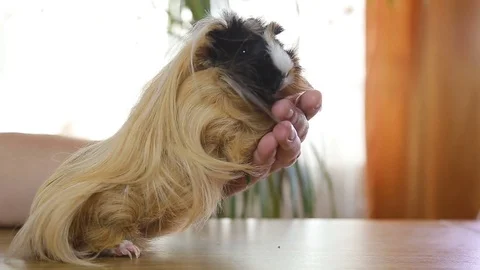 Big man's arm comb out red hair guinea pig Stock Footage 77580802