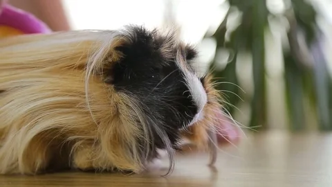 Big man's arm comb out red hair guinea pig Stock Footage 77580808
