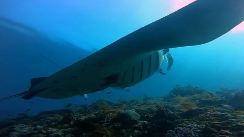 A big mantaray is feeding in the current with open mouth while hovering 動画素材 122974375
