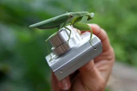 Big mantis Stock Photos