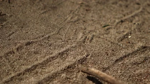 Big mantis takes off, slow motion, insects in slow motion Stock Footage 221093716