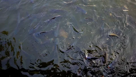 Big many fish slow motion swimming in pond for feeding food Stock Footage 105423191