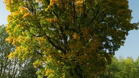 A big maple in the fall on a windy day. Camera tilt, slow motion. Video stock 176250779