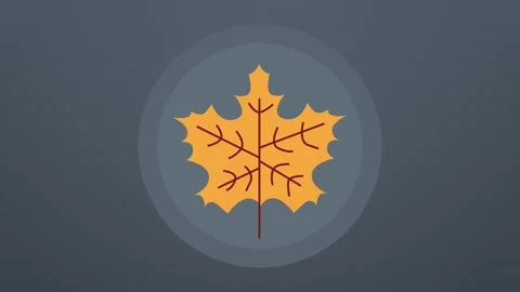 Big maple leaf swaying and changing through autumn shades on slate Stockbeeldmateriaal 348616736
