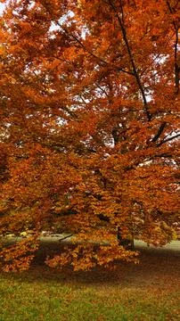 Big maple tree showing off its beautiful autumn colors. Vertical mobile photo Stock Photos