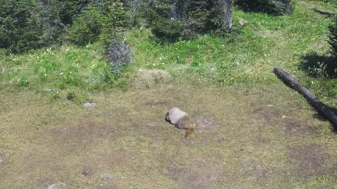 Big marmot posing Stock Footage 236718792