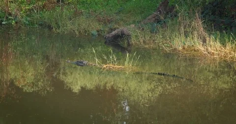 Big marsh crocodile or mugger crocodile floating in freshwater lake in Stock Footage 121810942