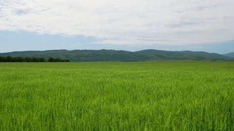 Big meadow of wheat. 動画素材 86044442