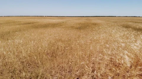 Big meadow of wheat.  Stock Footage 91350660