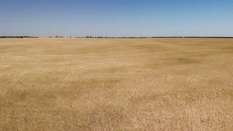 Big meadow of wheat.  스톡 동영상 91350671