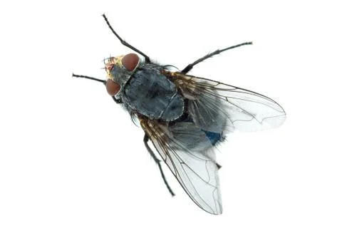 Big meat fly Stock Photos