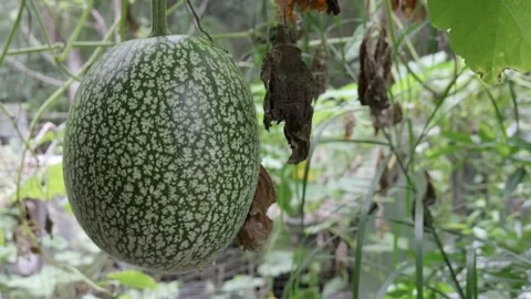 Big Melon Hanging In The Garden 스톡 동영상 254036662