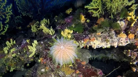 A big melon sea urchin in the deep blue . Mediterranean reef. Stock Footage 83006273
