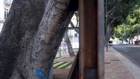 Big metallic profile used as a stake for an old tree Stock Footage 117532733
