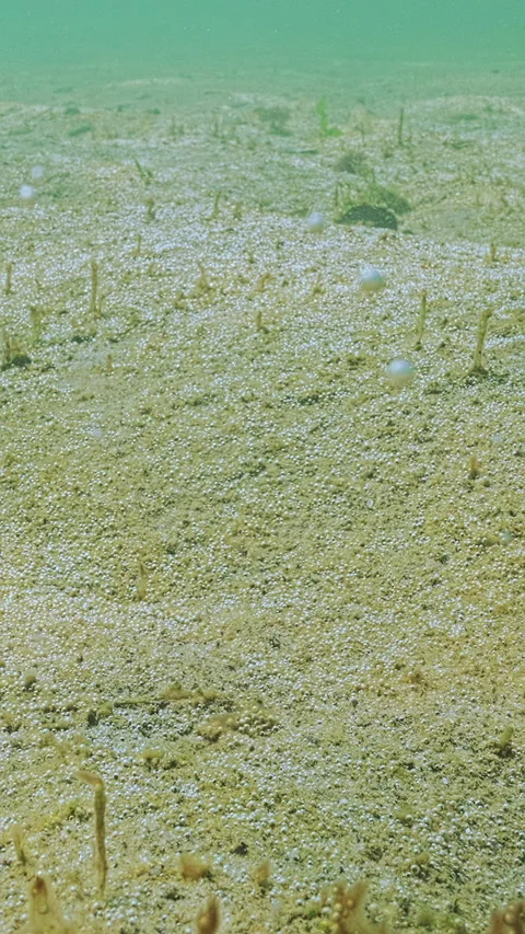 Big microalgae colony releases tiny gas bubbles into sea water, silvering in Stock Footage 336849928