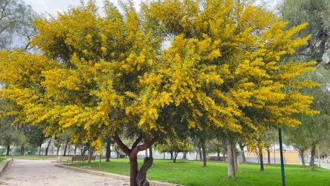 Big mimosa tree in full bloom with yellow blossoms in urban park Stock Footage 308949954