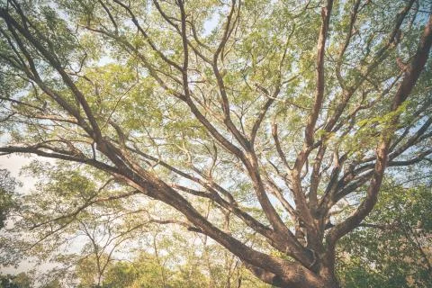 Big Mimosa tree 스톡 사진