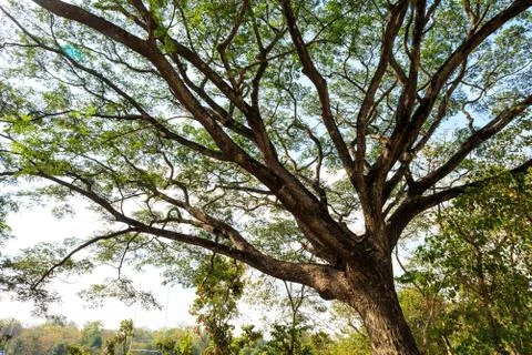 Big Mimosa tree Stock Photos
