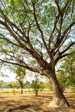 Big Mimosa tree Stock Photos