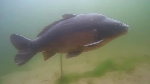 Big mirror carp Stock Footage 147870197
