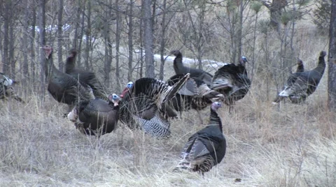 Big Mixed Flock of Turkeys, Strutting and Lots of Calling Stock Footage 49020834
