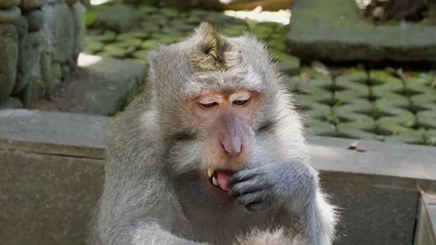 Big monkey eating flies of another monkeys back, monkey family Stock Footage 262707920