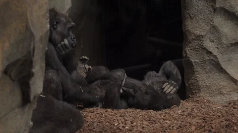 Big monkey family, playing together. Parents and children of animals. Stock Footage 129059669