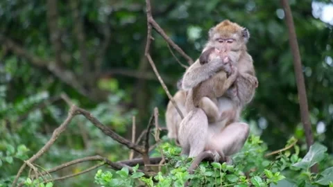 Big monkey fighting with small monkey in tropical forest Stock Footage 319967962