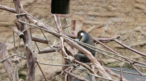 Big monkey itches Stock Footage 40522384