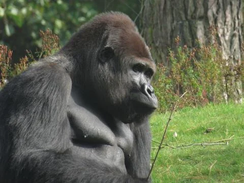 Big monkey 스톡 사진