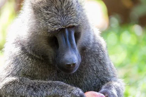 A big monkey plays with an apple Stock Photos