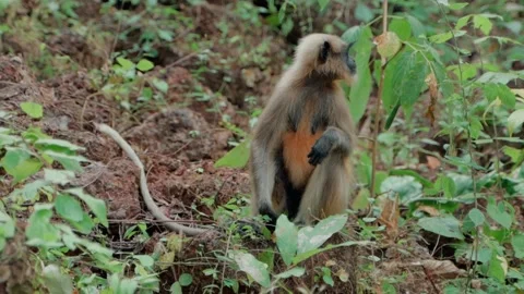 A big monkey sitting in the jungle, looking around, close-up Video stock 224536024