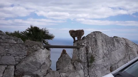 A big monkey on top of a boulder Stock Footage 148504146