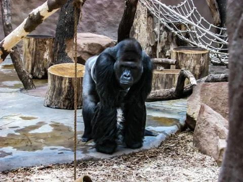 The big monkey is watching. Standing monkey. Stock Photos