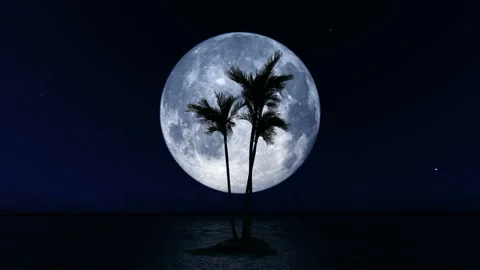 Big Moon and Palm Tree 库存影片 142645409