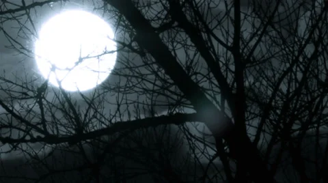 Big  moon  in  dark sky through tree branches.  Time lapse Video stock 36843551