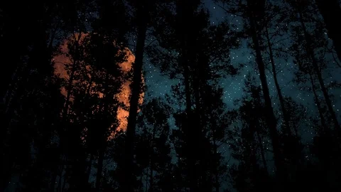 Big Moon in a Forest at night and magic Stars Stock Footage