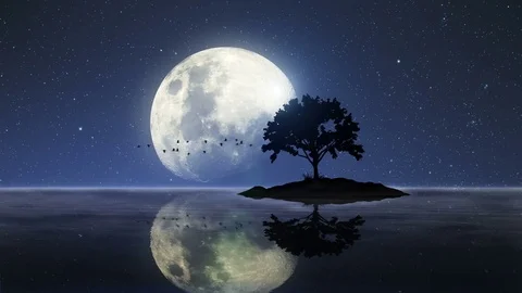Big Moon rises over lake with single tree on island and flock of geese Stock Footage 80117474