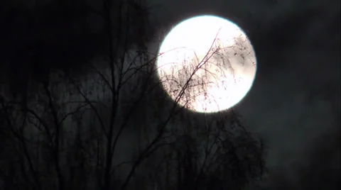 Big moon through the branches of a tree Stockbeeldmateriaal 38706948