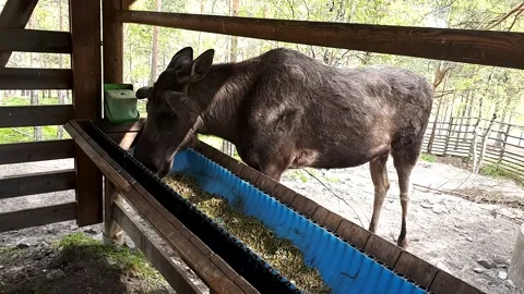 A big moose during a meal Stock Footage 130913024