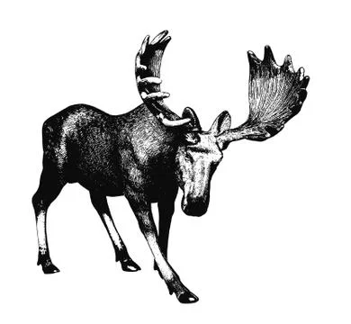 Big moose. Ink drawing Illustrazione stock