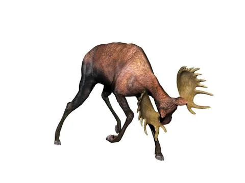 Big moose with mighty antlers Stock Illustration